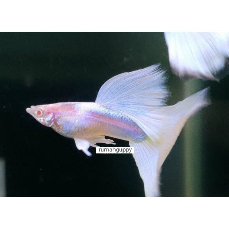 Guppy AFP (albino full platinum)