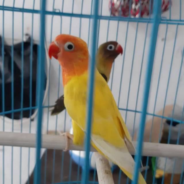 Burung Lovebird Lutino Mata Hitam