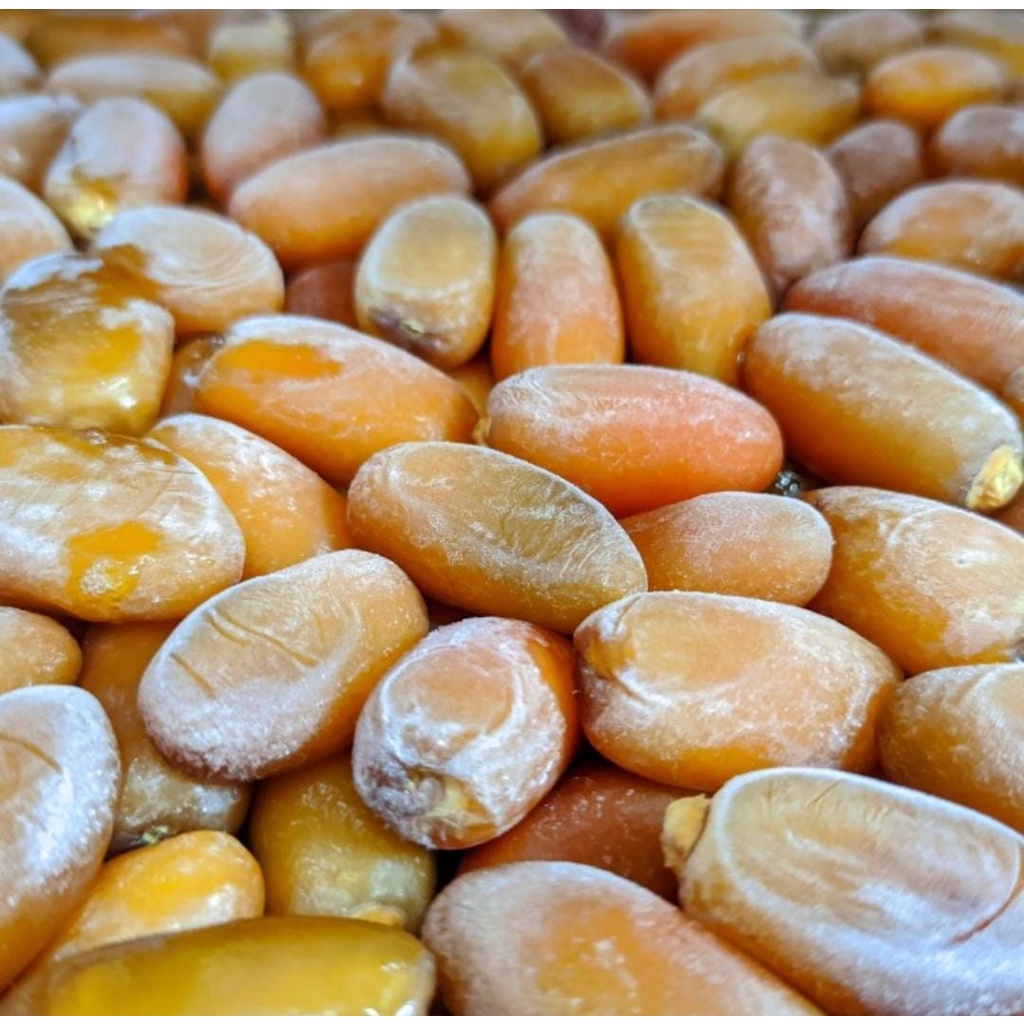 

Kurma Muda Ruthob Libiya | Kurma Freh Kemasan 2kg | Kurma Ruthob