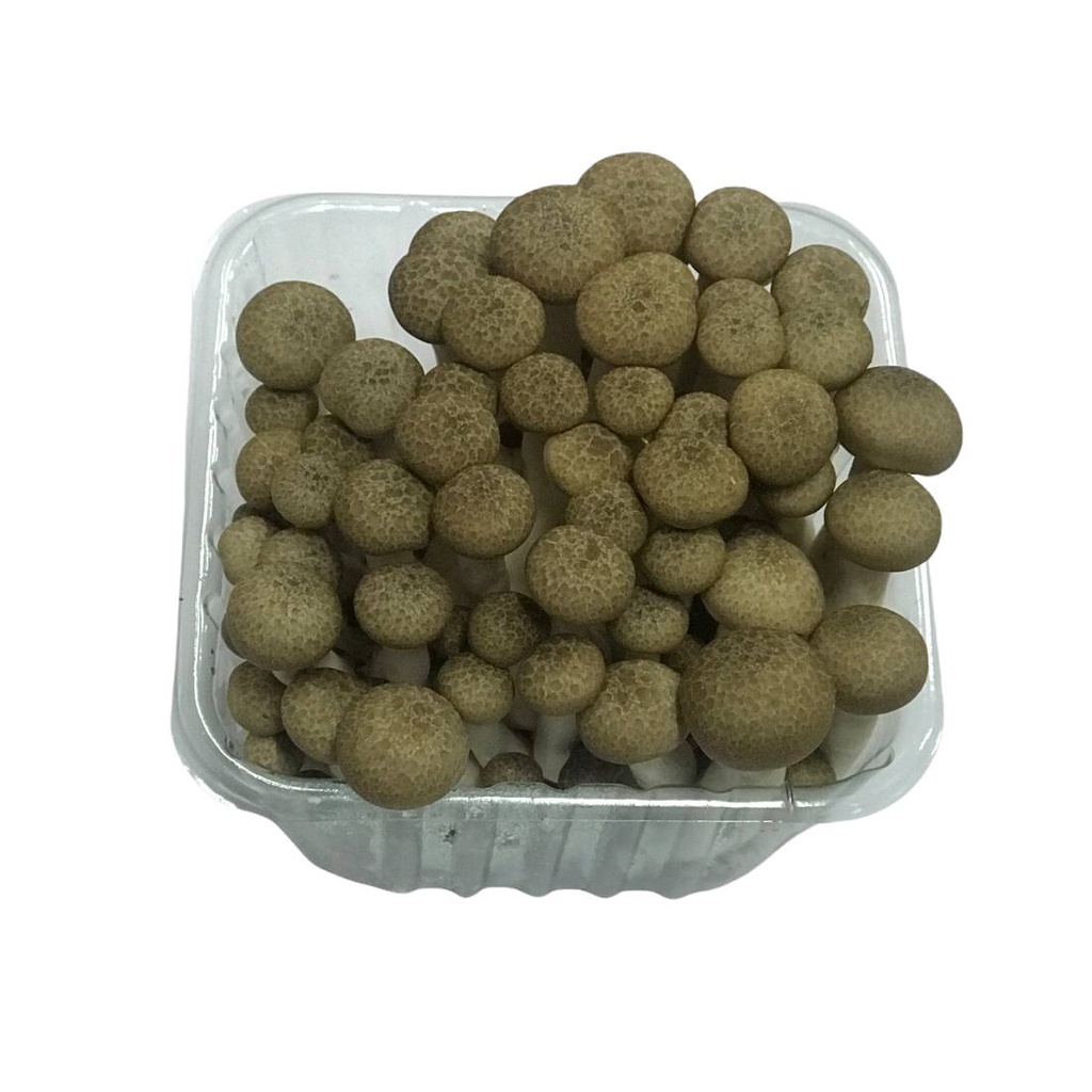 

My Fruit Vege Surabaya - Jamur Shimeji Coklat [by PCS]