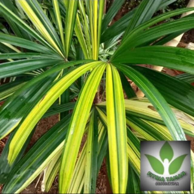 Pohon Palem Regu Varigata - Tanaman Hias Pohon Regu Varigata / Palem