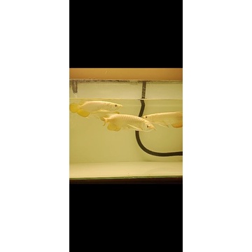golden crossback arowana 18-20cm
