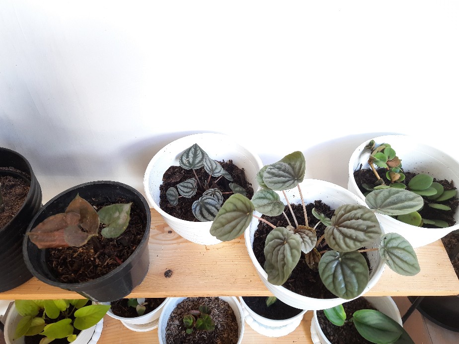 Peperomia Napolly Night•|•tanaman Hias Peperomia