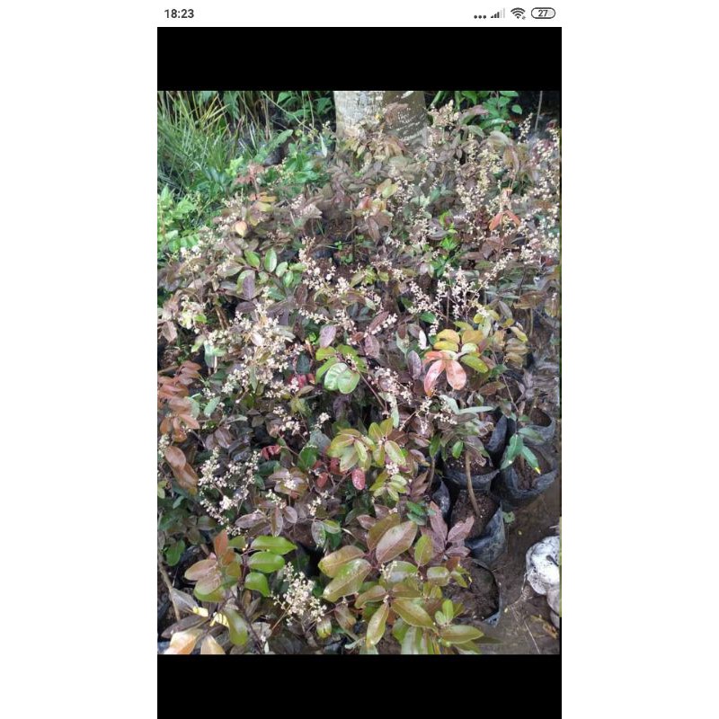 kelengkeng merah berbunga