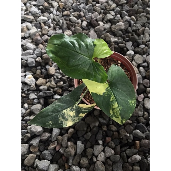 syngonium kuning (syngonium yellow)