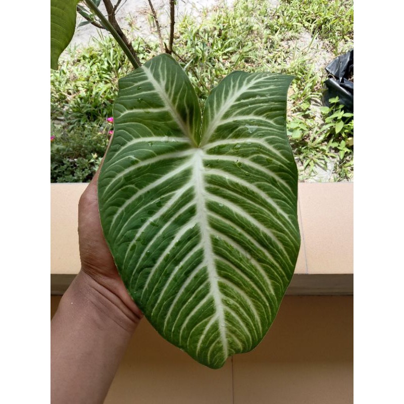 Keladi zebra ,antasoma lindeni,keladi zebra,xantosoma lindeni,
