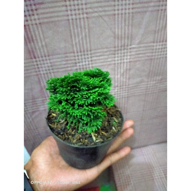 tanaman hias Cemara inoki hijau bahan bonsai