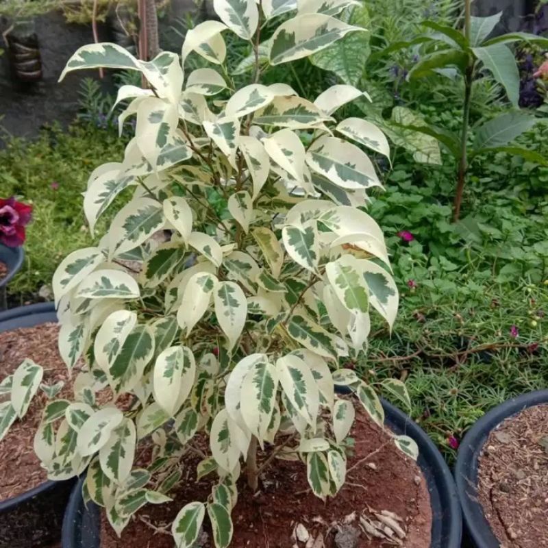 BIBIT BERINGIN PUTIH / BERINGIN VARIGATA / BERINGIN KOREA