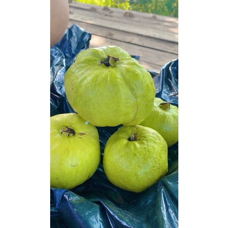 

Jambu kristal segar 1kg tanpa biji