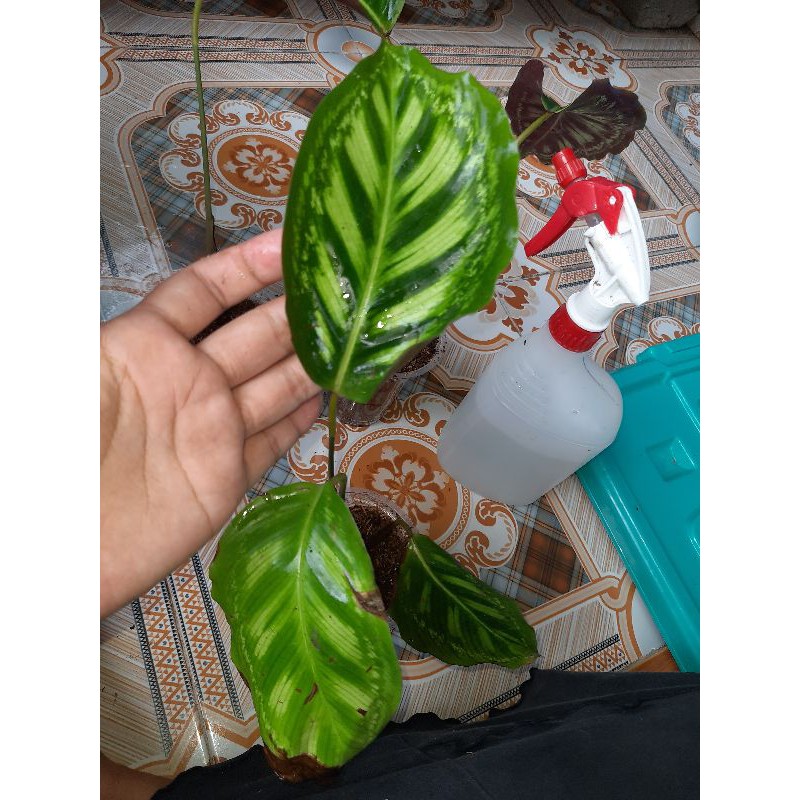 calathea flamestar / kalatea libyana D