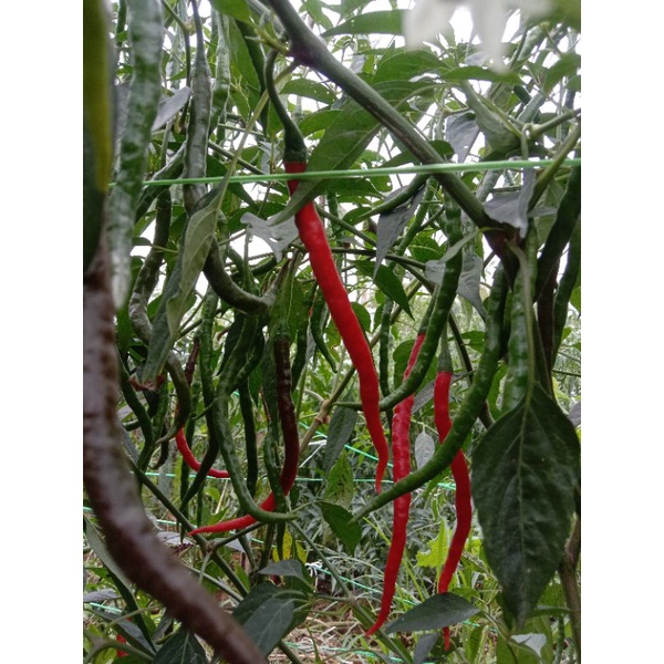 

Cabe Merah Berastagi
