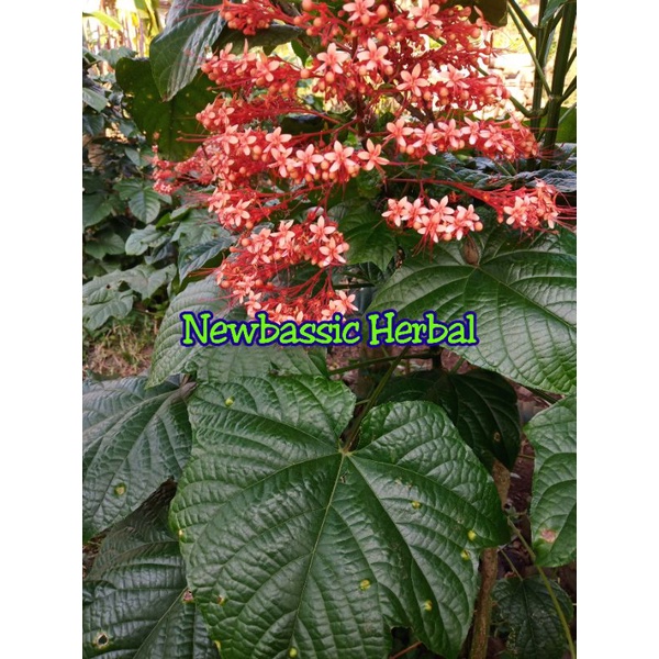 

daun pagoda alami herbal fresh 500g