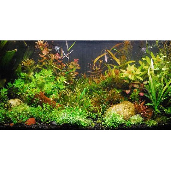 Background Aquarium Gambar 2 Muka Dua Latar Belakang Tinggi 40cm 40 cm