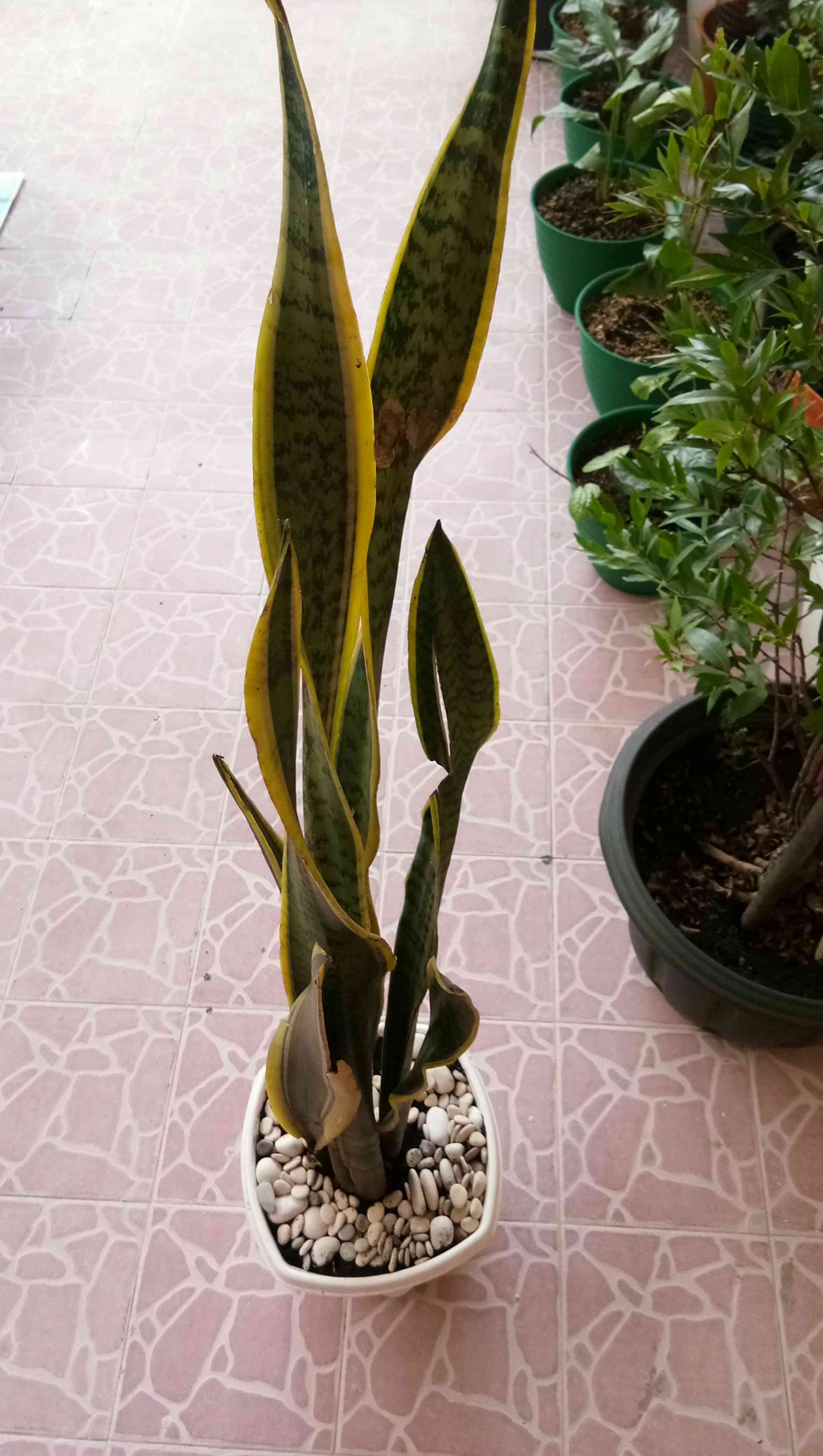 Tanaman Sansevieria Lidah Mertua Plus Pot Tawon Putih Dan Batu Hias