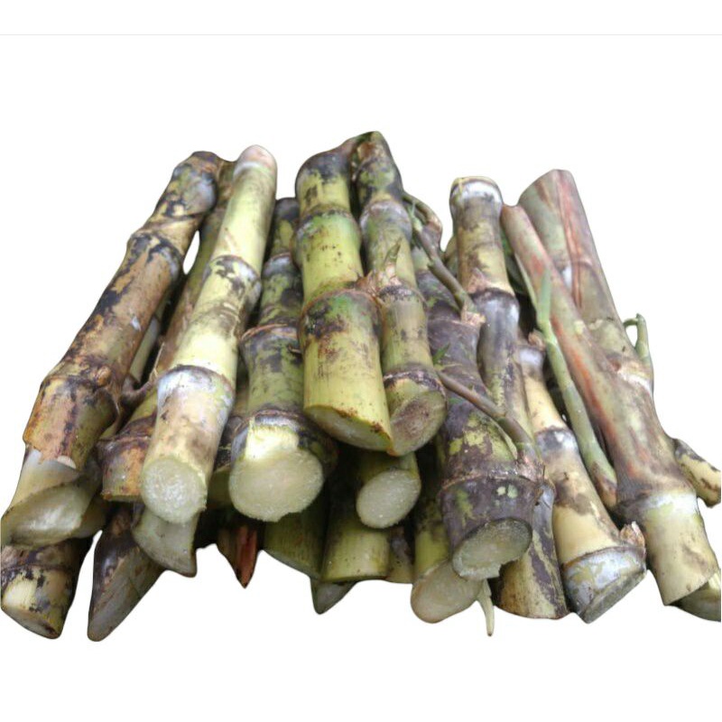 Bibit stek turubuk telor tebu