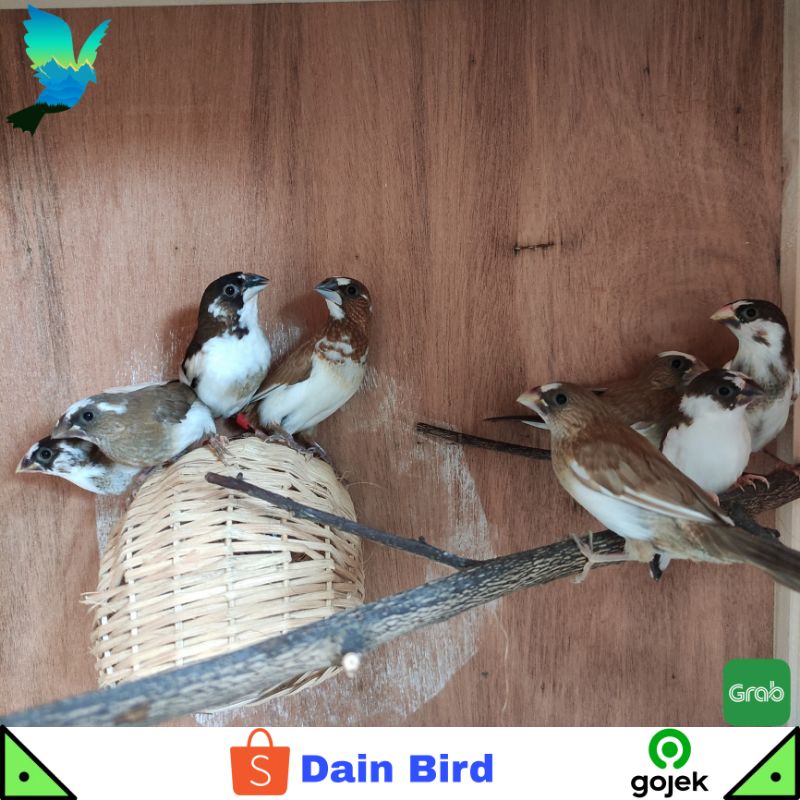 Burung Emprit Jepang Siapan Jaminan Jantan - Hitam Putih & Coklat