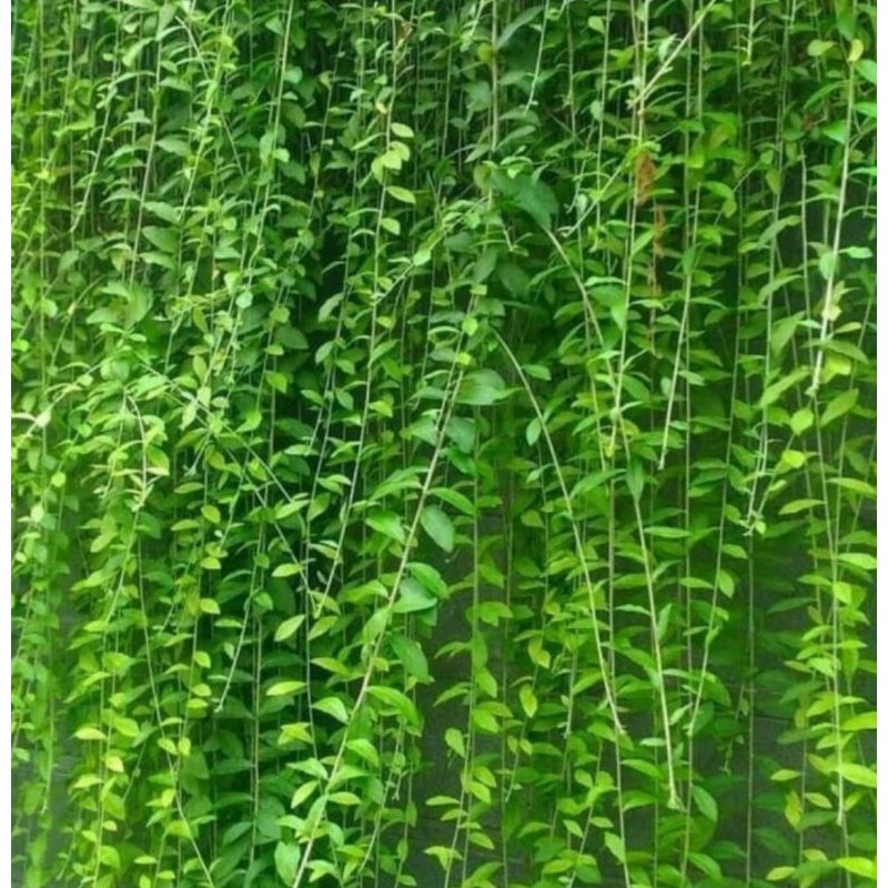 Tanaman Hias Bibit Lee Kwan Yew 50cm