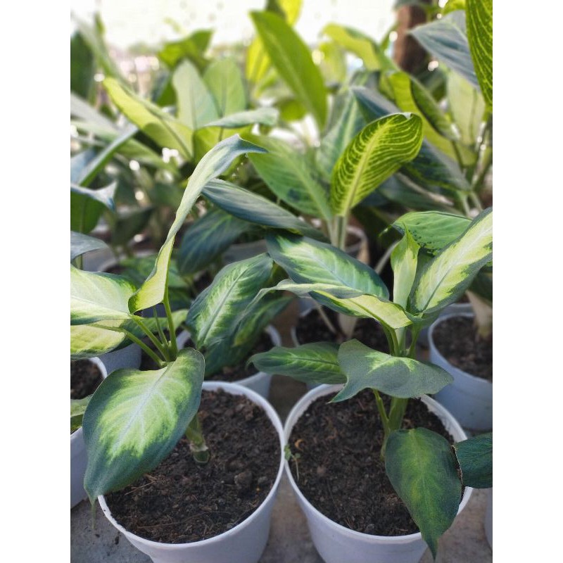 tanaman sri rejeki blanceng susu