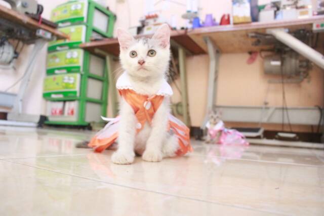 Baju kucing lucu model dress orange untuk kucing dan anjing / baju kucing terlaris size S M L XL