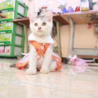Baju kucing lucu model dress orange untuk kucing dan ...