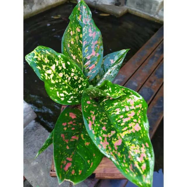 Tanaman hias aglaonema Ruby aglonema chiangmay tanaman indoor