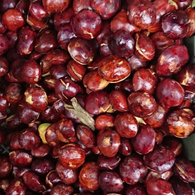 

Jengkol tua
