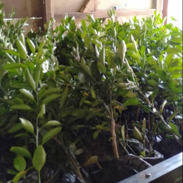 bibit lemon california