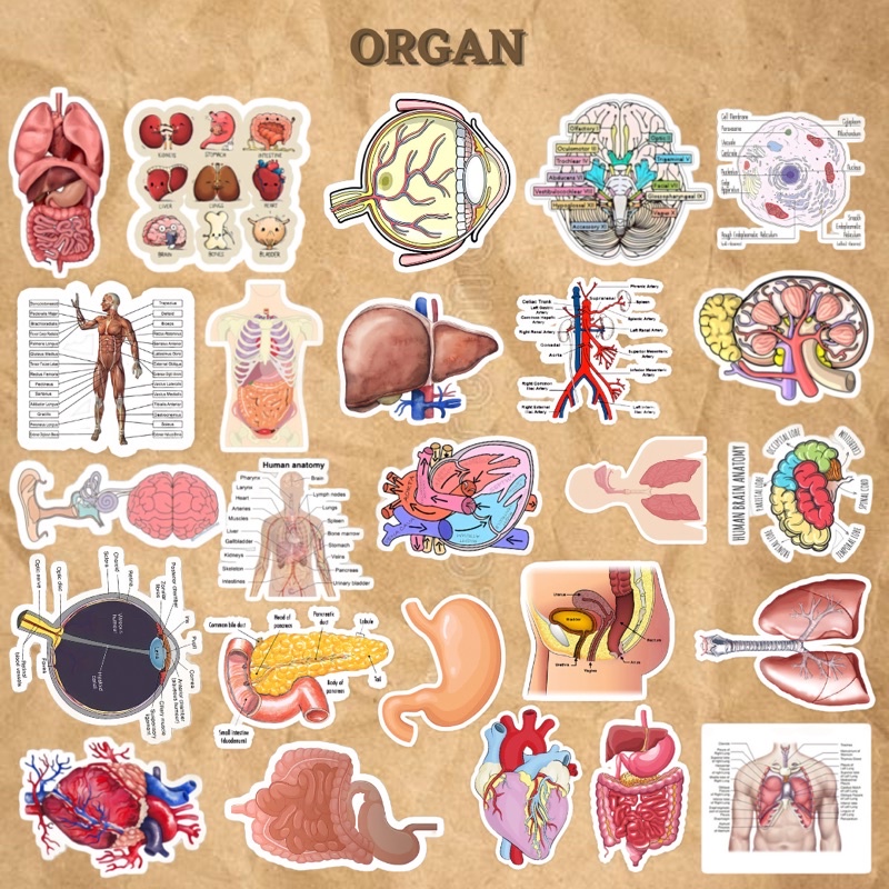 

STICKER TUMBLR ORGAN