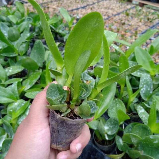 Seedling anggrek dendrobium keriting