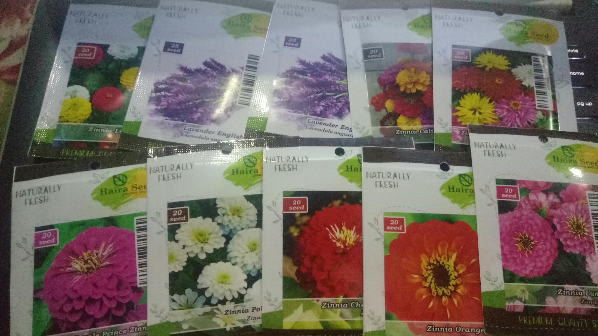 Benih-bibit Bunga Zinnia Ungu/purple Prince (haira Seed)