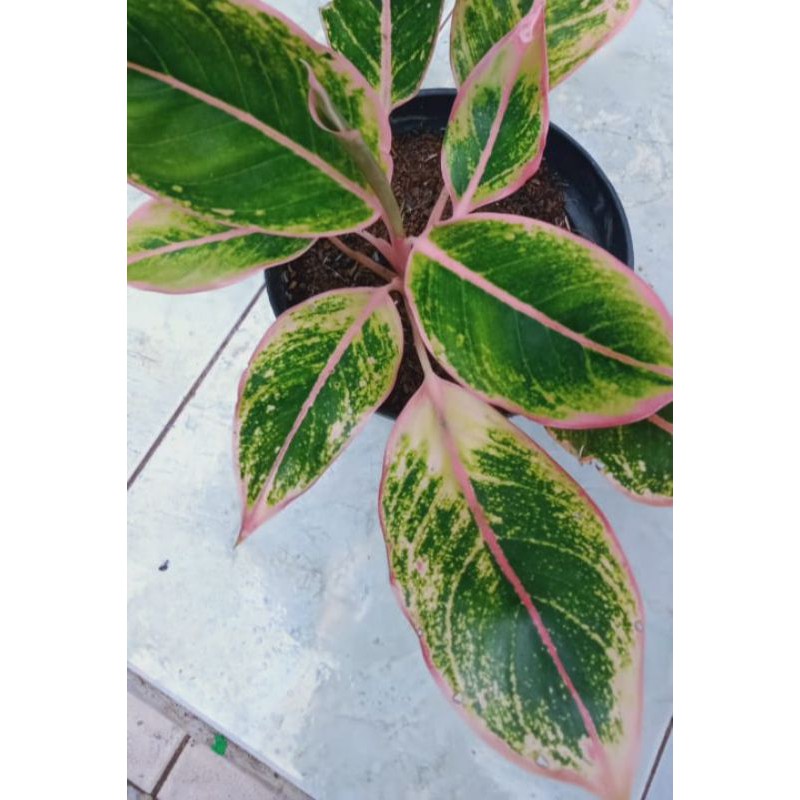 aglonema lipstik pink / aglonema pink classic / lotus kw