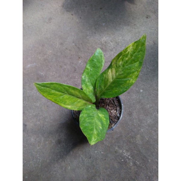 anthurium jemani varigata