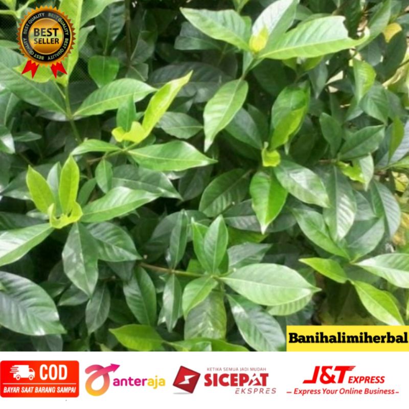 

Daun Kaca Piring Segar Organik 100 gram