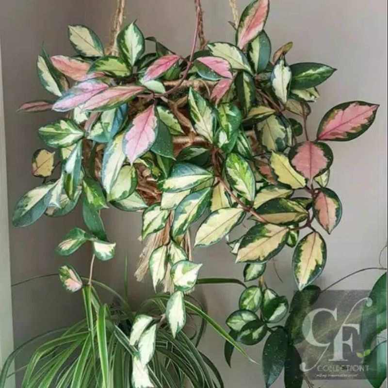 tanamanhias hoya cornosa / tanaman hias gantung hoya tricolor