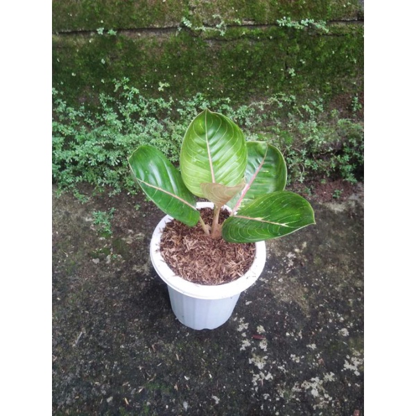 Aglonema Black moonlight Gerhana Anakan Termurah