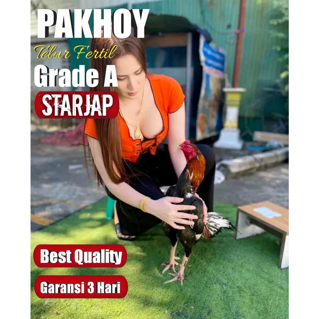 telur ayam bangkok bergaransi original pakhoy brutal thailand