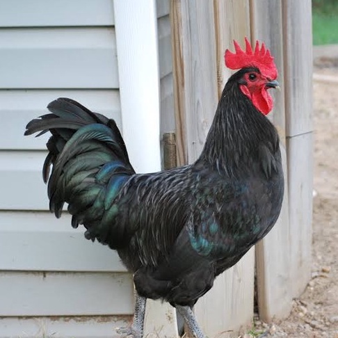 

TELUR AYAM HIAS BLACK AUSTRALORP FERTIL ASLI UNTUK DITETASKAN