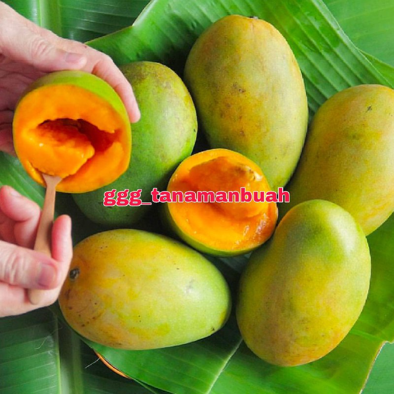 Bibit Mangga Alpukat Hasil Okulasi