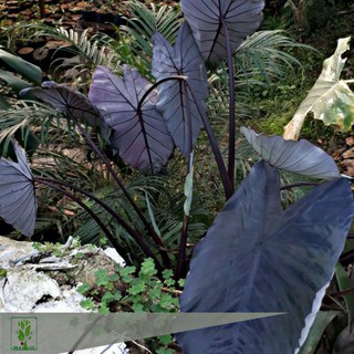 TANAMAN KELADI  ALOCASIA PURPLE UNGU  Shopee Indonesia