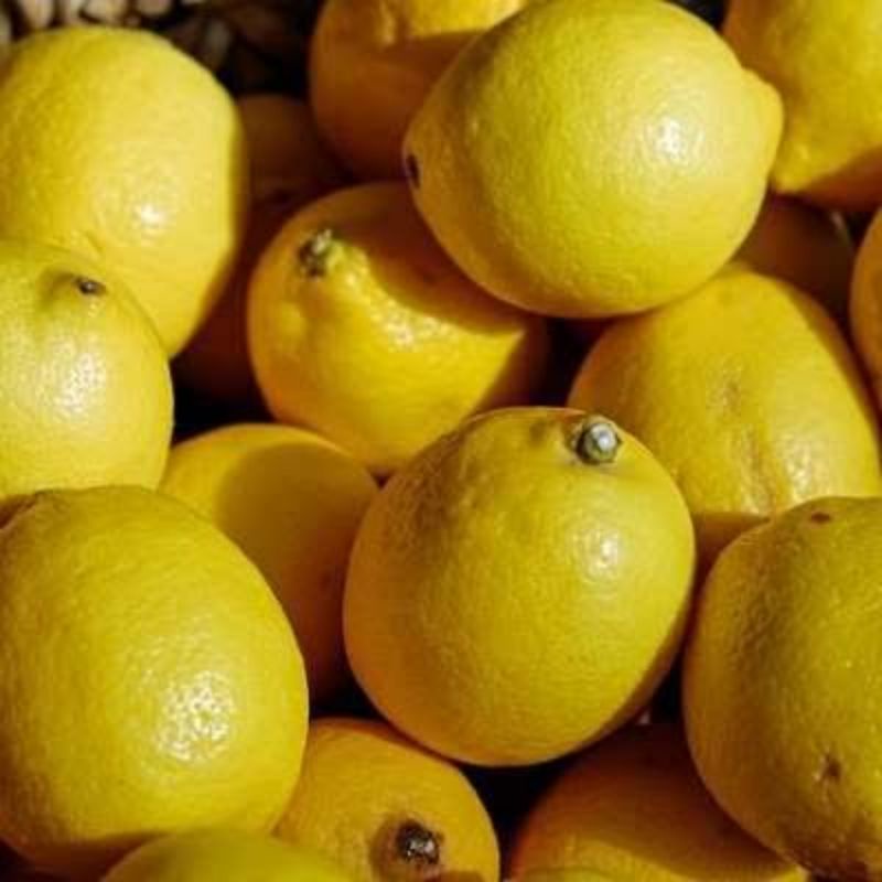 

OmJuss | Lemon Import Fresh Lemon Impor