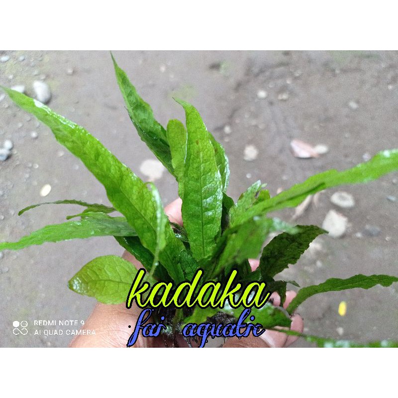 tanaman aquascape java fern / kadaka