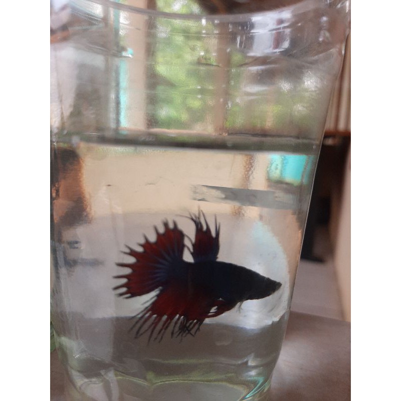 ikan hias serit/ikan cupang serit/crowntail