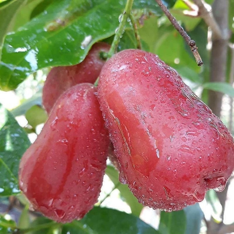 Bibit jambu air CITRA Okulasi bisa Tabulampot