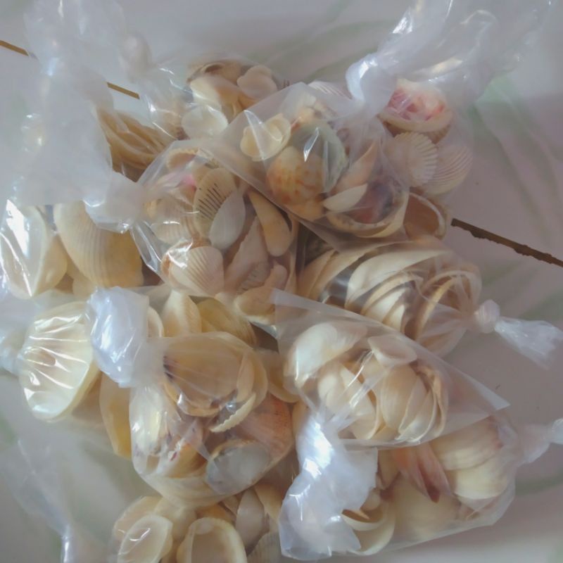 kerang kering/kulit kerang/cangkang/hiasan/hasil laut/aquascape