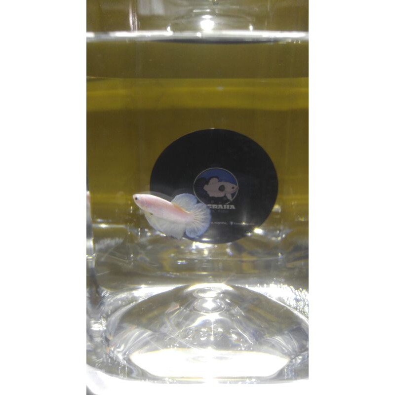 Ikan Cupang Blue Rim