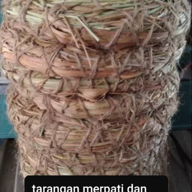 

Tarangan merpati, ayam serama