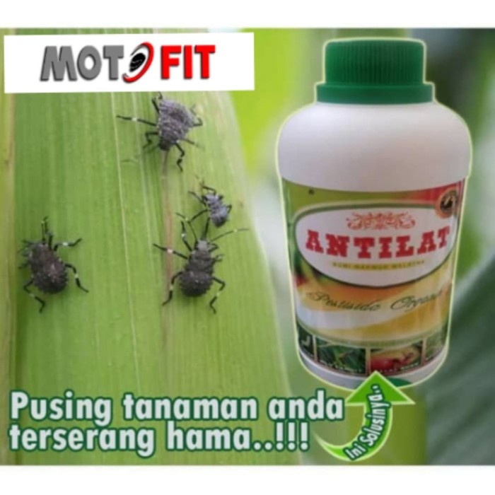 BAROKAH GAMIS ANTI HAMA Lalat Semut Belalang Kutu Daun Ulat cacing