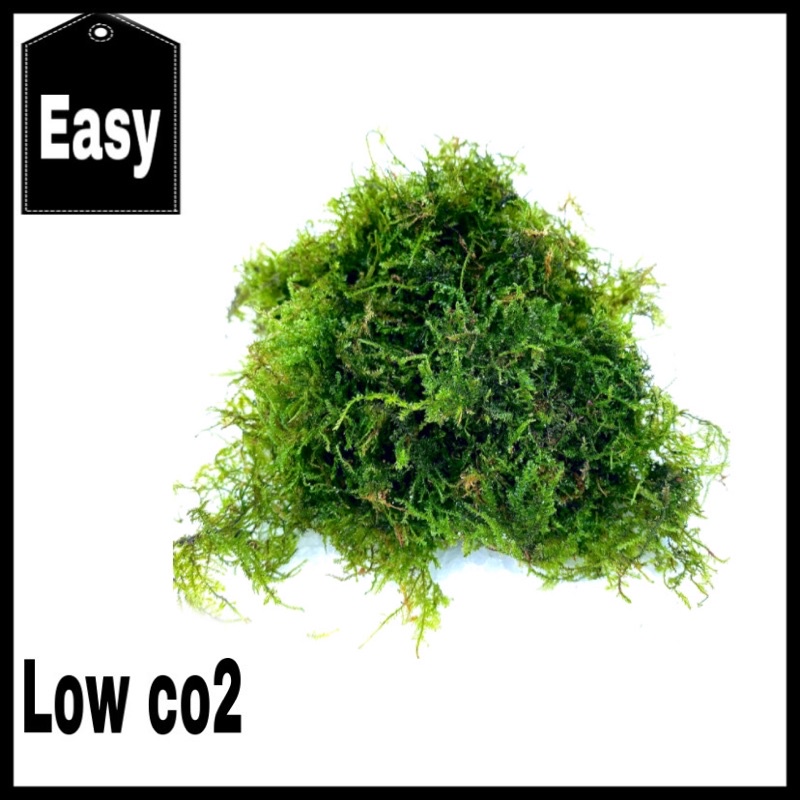 Moss weping - tanaman aquascape tanpa co2