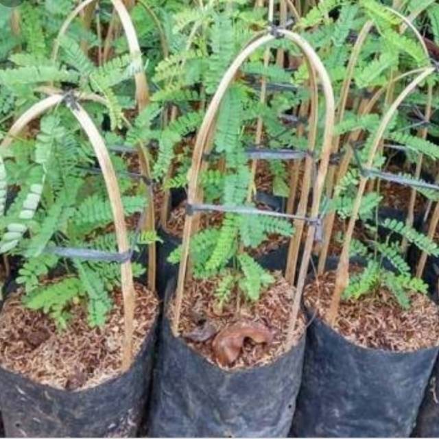 Tanaman Herbal Pohon saga-Pohon Saga Herbal