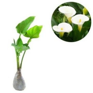 Tanaman Hias Calla Lily